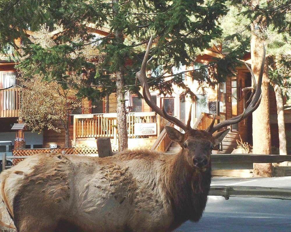Streamside On Fall River Estes Park Exterior foto